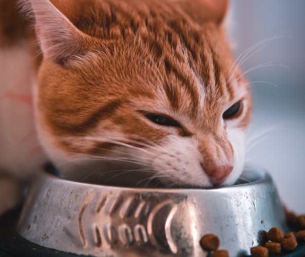 Feeding Bowls